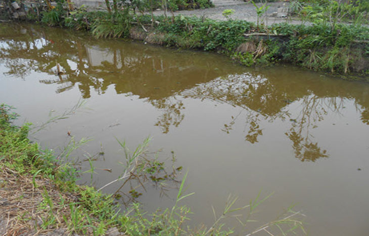 Đất và nước nhiễm phèn làm cây trồng không thể hấp thụ chất dinh dưỡng Đất và nước nhiễm phèn làm cây trồng không thể hấp thụ chất dinh dưỡng